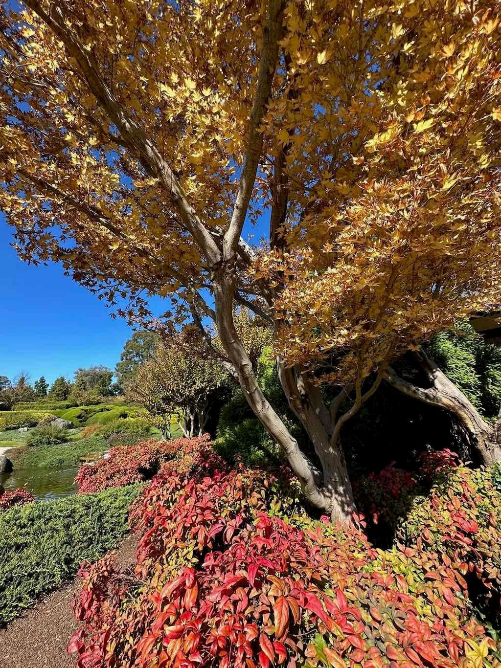 May 2023 Bathurst Mayfield Garden Tour Image -64605b71193ea